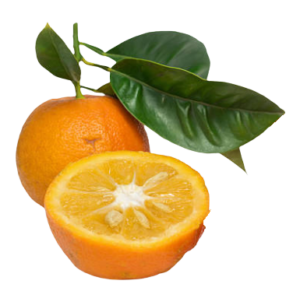 Orange amère - Clémentine